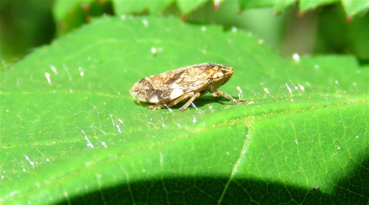 Aphrophoridae: Philaenus sp.